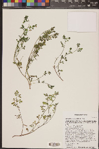 Acmispon maritimus var. brevivexillus image