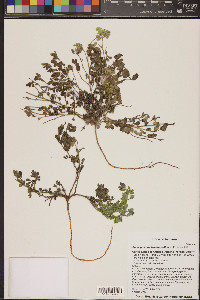 Acmispon brachycarpus image