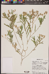 Mentzelia pumila image