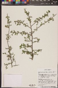 Sarcomphalus obtusifolius image