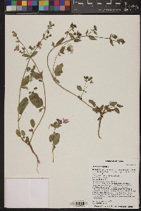 Allionia incarnata image