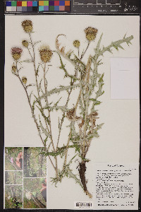 Cirsium wheeleri image