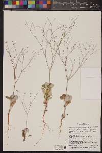 Eriogonum cernuum image