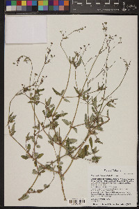 Boerhavia intermedia image