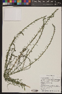 Lythrum californicum image