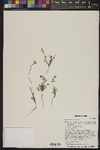 Gilia minor image
