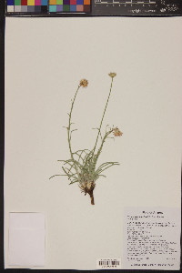 Hymenoxys bigelovii image