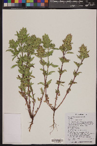 Dracocephalum parviflorum image