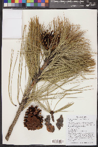 Pinus ponderosa image