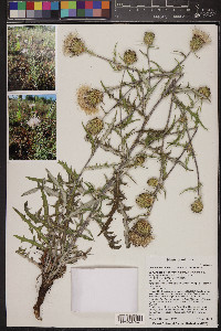 Cirsium wheeleri image