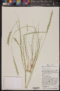 Pascopyrum smithii image