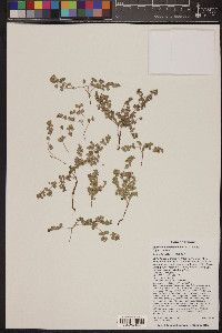 Euphorbia albomarginata image