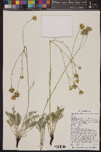 Hymenopappus filifolius var. lugens image