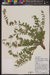 Convolvulus arvensis image