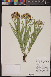 Asclepias asperula image