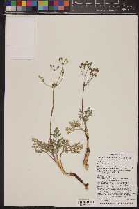 Lomatium foeniculaceum subsp. macdougalii image