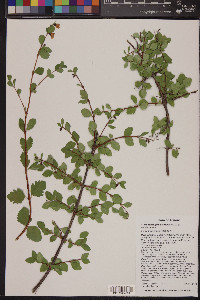 Symphoricarpos oreophilus image