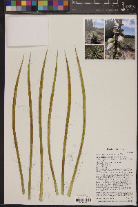 Yucca angustissima var. angustissima image