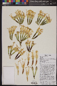 Agave chrysantha image