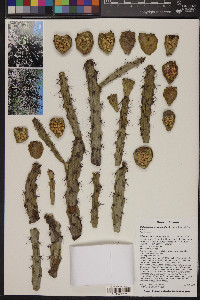 Cylindropuntia versicolor image