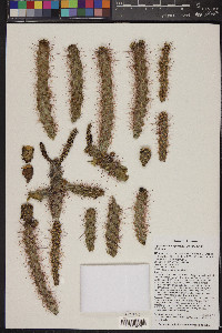 Cylindropuntia spinosior image