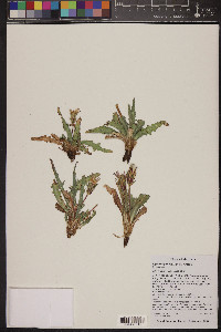 Agoseris parviflora image