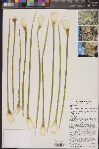 Yucca angustissima image