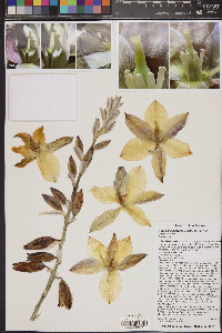 Yucca angustissima image