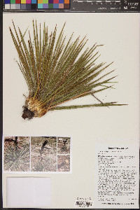 Yucca baileyi image