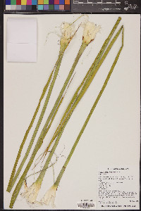 Yucca campestris image