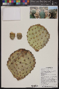 Opuntia chlorotica image