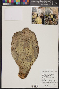 Opuntia basilaris image