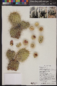 Opuntia polyacantha image