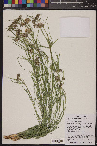 Asclepias subverticillata image