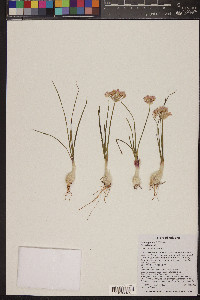 Allium geyeri image