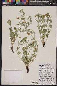 Phyla cuneifolia image