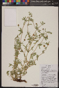 Phyla cuneifolia image