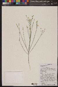 Linum aristatum image