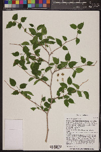 Morus microphylla image