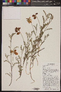 Astragalus hallii image