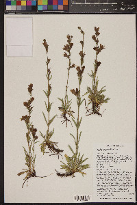 Penstemon ophianthus image