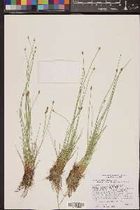 Eleocharis rostellata image