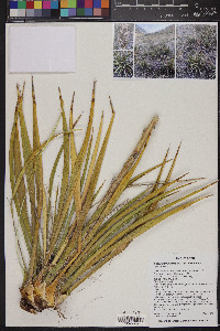 Yucca harrimaniae var. harrimaniae image