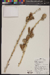 Yucca harrimaniae image