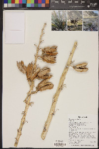 Yucca harrimaniae image