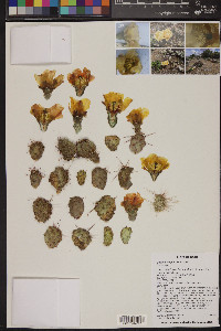 Opuntia fragilis image