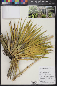 Yucca angustissima image