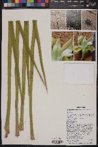 Yucca angustissima image