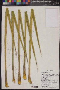 Yucca utahensis image