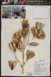 Yucca utahensis image